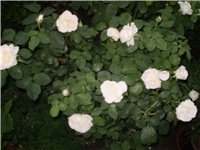 b32d516c-Picture 6271.jpg